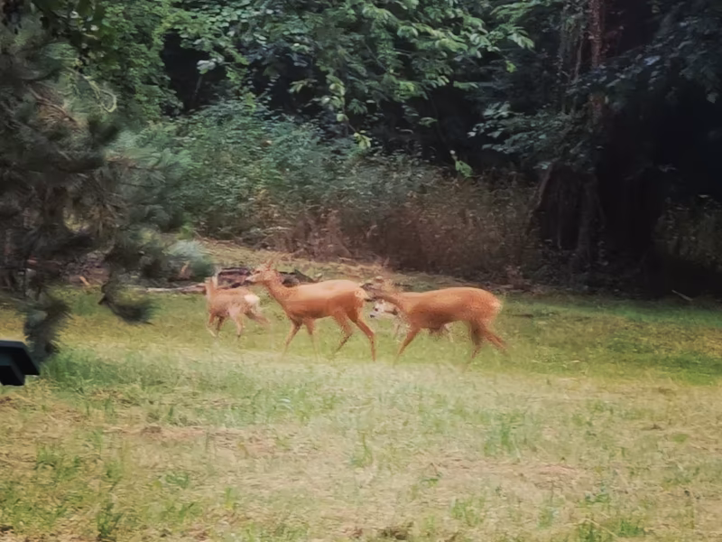 Rehe auf den Feldern in der Nähe von Hot Milk Studio
